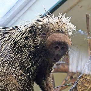 Brazilian porcupine