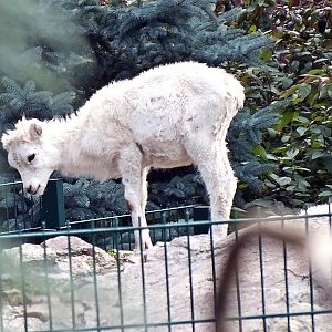 Dall sheep lamb