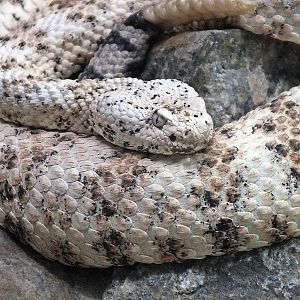 Southwestern speckled rattlesnake