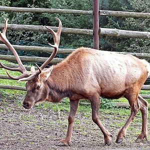 Male Tule elk