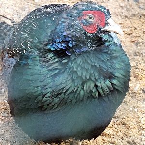Male northern green pheasant