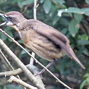 Male Siberian rubythroat