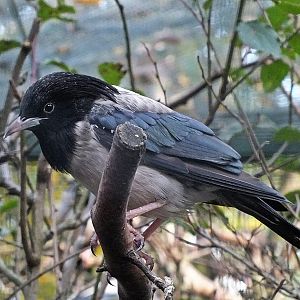 Rosy starling