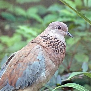 Laughing dove