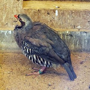 Cypriot chukar