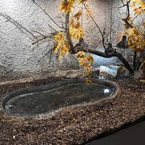 Western Girdled Lizard tank (Reptile House)