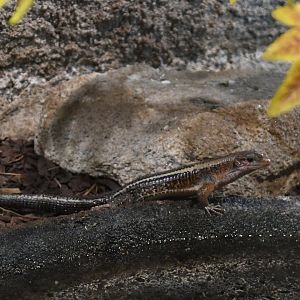 Western Girdled Lizard