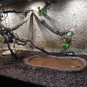 Giant Zonosaurus tank (Reptile House)