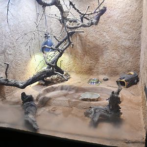Saharan Spiny-tail Lizard tank (Reptile House)