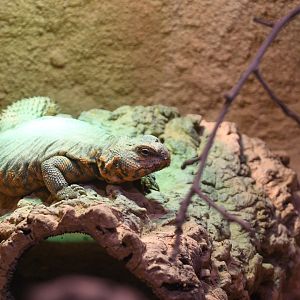 Saharan Spiny-tail Lizard