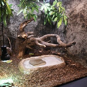 Red-footed Tortoises tank (Reptile House)