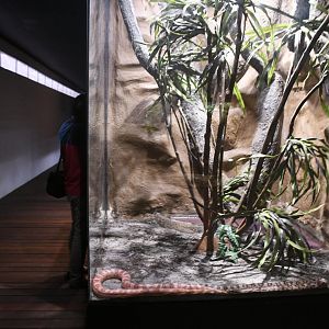 Corn Snakes tank (Reptile House)