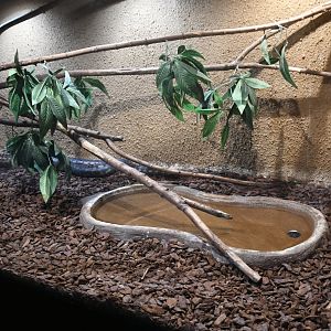Darwin Carpet Python tank (Reptile House)