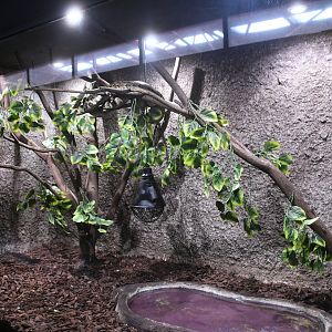 Cuban Boa tank (Reptile House)