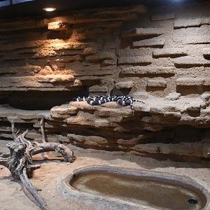 California Kingsnake tank (Reptile House)