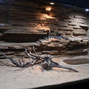 California Kingsnake tank (Reptile House)