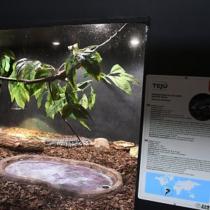 Tegu tank (Reptile House)