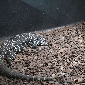 Argentine Black-and-white Tegu