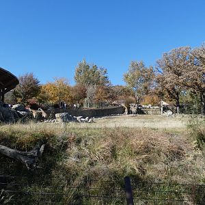 Main Savannah Pasture, The African Grasslands - Oct. 2022