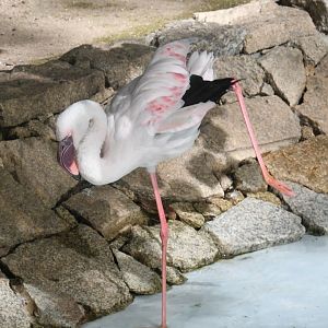 Lesser Flamingo