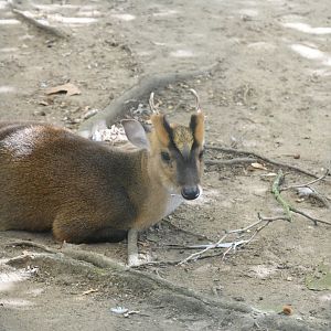 Reeves' Muntjac