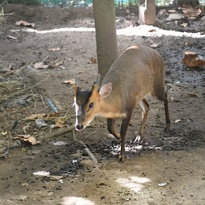 Reeves' Muntjac