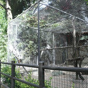 Ring-tailed Lemurs cage