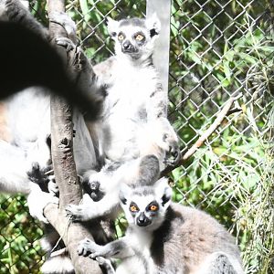 Ring-tailed Lemurs