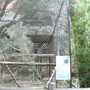 Red-browed Amazon cage