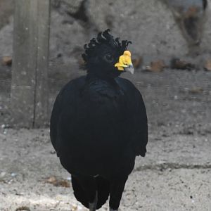 Great Curassow? (unsigned)