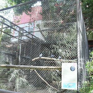 African Gray Parrots cage