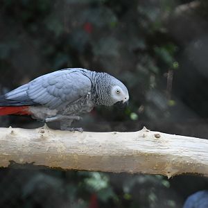 African Gray Parrot