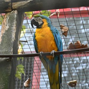 Blue-and-yellow Macaw