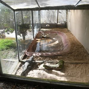 Spectacled Caiman/Common Snapping Turtle pen