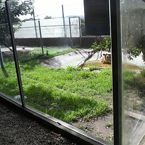 Spectacled Caiman/Common Snapping Turtle pen