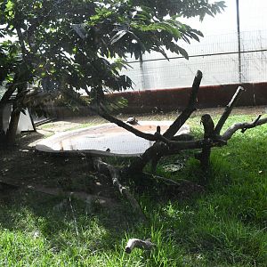 Green Iguana/Aquatic Turtles pen