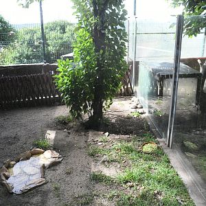 Russian Tortoises pen