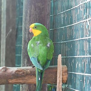 Superb Parrot