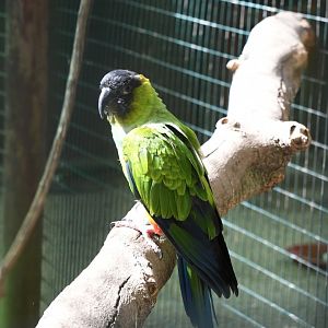 Nanday Conure