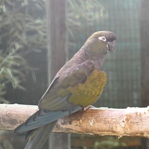 Patagonian Conure