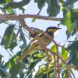 Mangrove Honeyeater