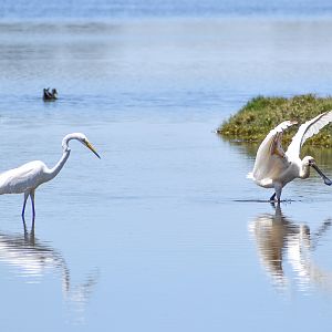 Great Egret and Royal Spoonbill