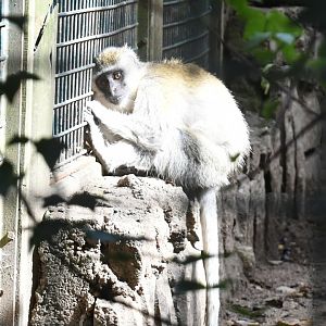 Vervet Monkey