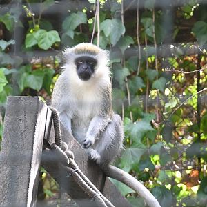 Vervet Monkey