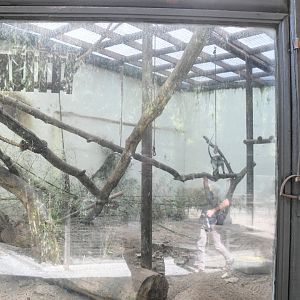 Grivet Monkey cage
