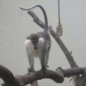 Grivet Monkey