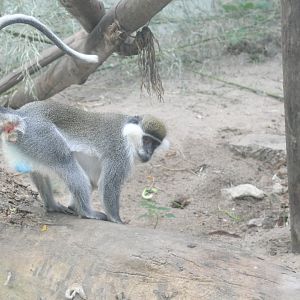 Grivet Monkey