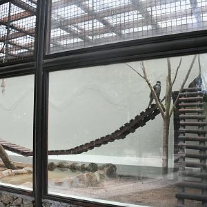 Red-tailed Guenons cage