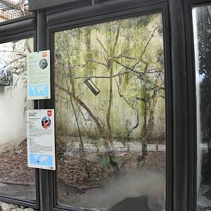 White-tufted Marmosets/Hairy Armadillo cage