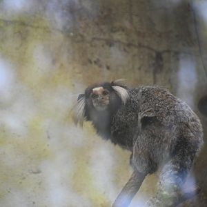 White-tufted Marmoset
